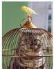 hihi