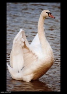 name