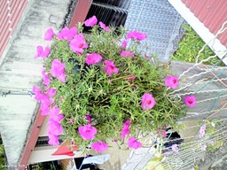 name