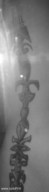 name